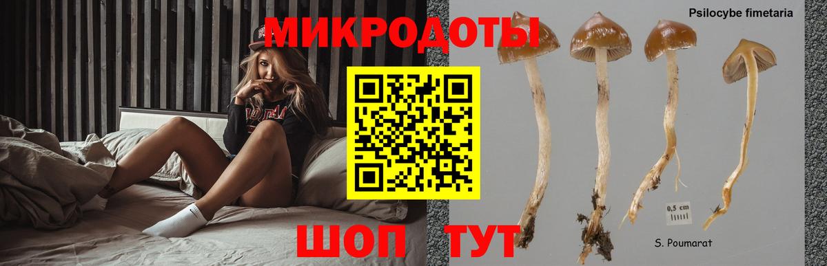 Галлюциногенные грибы Psilocybe Ишим
